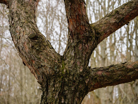 The part of branching bent trunk of a pine tree, the brown bark of the treeの写真素材