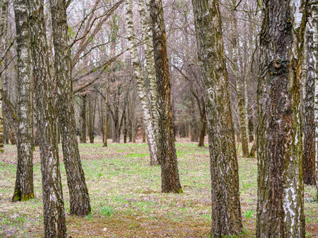 Lot of trees in birch grove, tree trunks, scattered leavesの写真素材