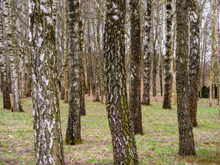 Lot of trees in birch grove, tree trunks, fallen yellow leavesの写真素材