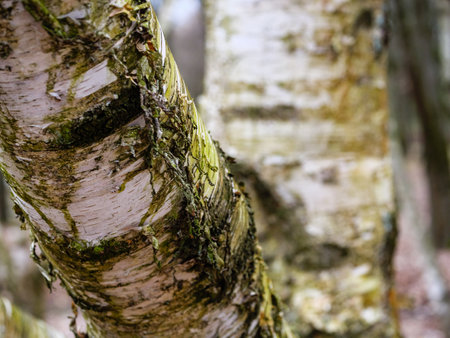 Part of the trunk of a birch close up, the bark of the tree is peeling and sloughing offの写真素材