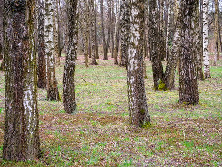 Vertical tree trunks, birch grove, fallen yellow leavesの写真素材