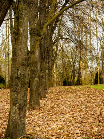 Many trees in a row in the forest, fallen leaves on the groundの写真素材