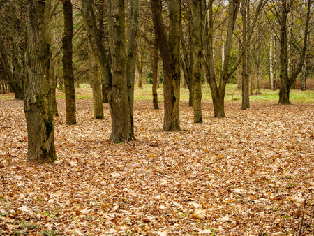 Scattered leaves on the ground near the standing tree trunksの写真素材