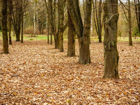 A row of trees in the park, tree trunks, yellow fallen leaves on the groundの写真素材