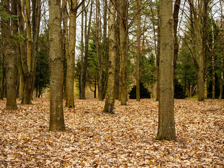 Vertical tree trunks in the forest, scattered yellow leavesの写真素材