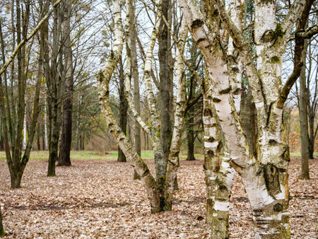 Curved branching bent trunks of birches in the forestの写真素材