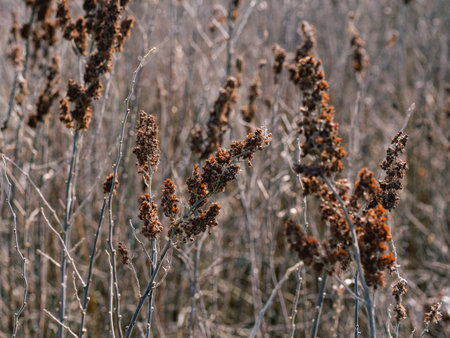 A field of dried Spirea Douglas plants with brown wilted stems and inflorescencesの写真素材