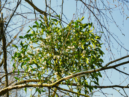 The leaves and berries of a bunch of mistletoe close up against a blue skyの写真素材