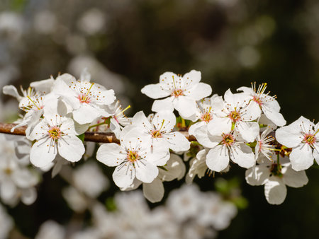 White beautiful flowers on a blooming branch close-up, blurred backgroundの写真素材