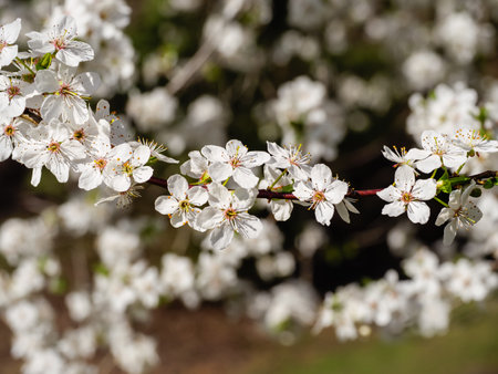 White beautiful flowers on a blooming branch, blurred backgroundの写真素材
