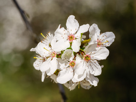 Beautiful tree branch with white flowers, blurred backgroundの写真素材