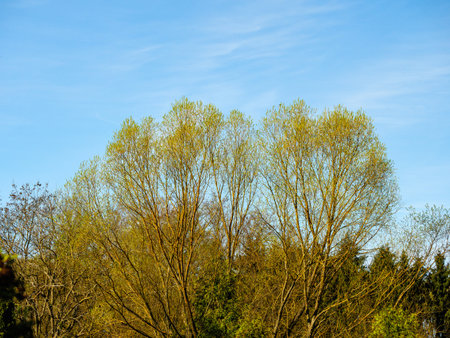 Tree tops in the forest against a blue skyの写真素材