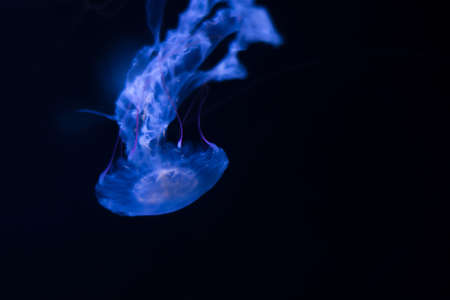 jellyfish floating on a black backgroundの写真素材