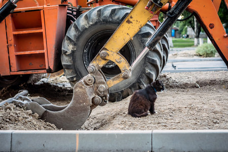 black, hungry, homeless cat washes under the bucket of an excavator