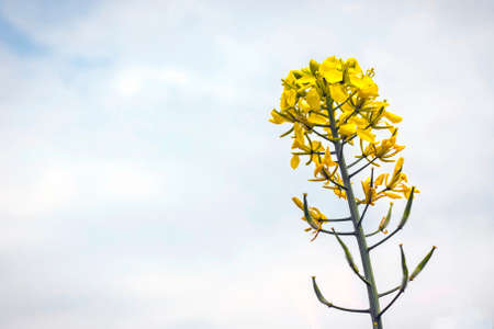 flowers and pods of mustard on the field, against the skyの写真素材