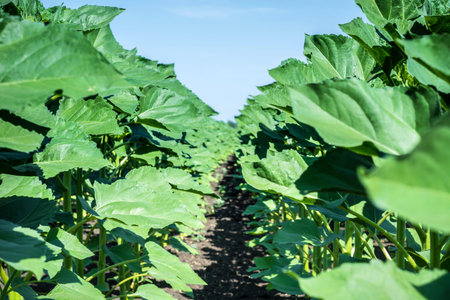 rows of young, green, powerful sunflowers, clean from diseases, weeds, and insects, against the skyの写真素材