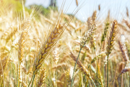 spikelet of young, green wheat clogged with grain against the blue skyの写真素材