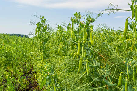 pea beans on plants, in the field, against a background of pure sunny skyの写真素材