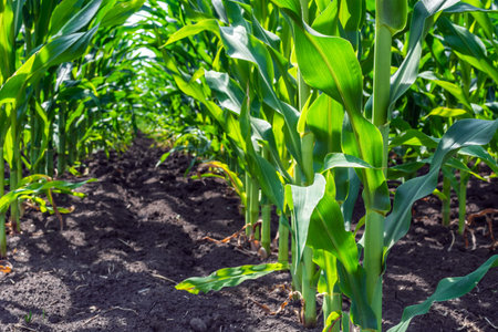strong, even corn plants on the field, in the phase of the formation of the rock, under the sunny...