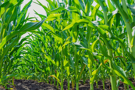 strong, even corn plants on the field, in the phase of the formation of the rock, under the sunny...
