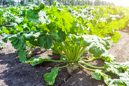 huge sugar beet plants on the field under the sunny sky with powerful roots