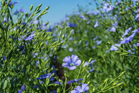 flowering, young plants of flax on the field, during harvesting, against the sky. Nearby there are beehives with bees.の写真素材