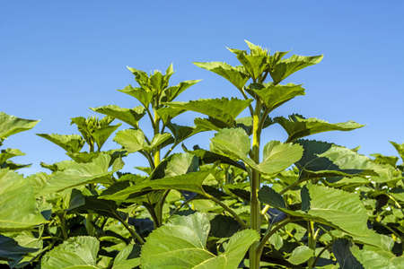 sunflower in the phase of the formation of the cap, on the field, on a sunny dayの写真素材
