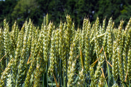 wheat ears, full of grain, on the field, against the sky and other plants