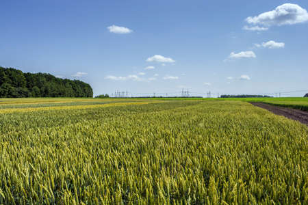 wheat ears, full of grain, on the field, against the sky and other plantsの写真素材