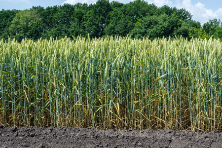 wheat ears, full of grain, on the field, against the sky and other plants