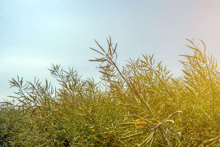 ripening harvest of high-yielding rape against a clear sunny skyの写真素材