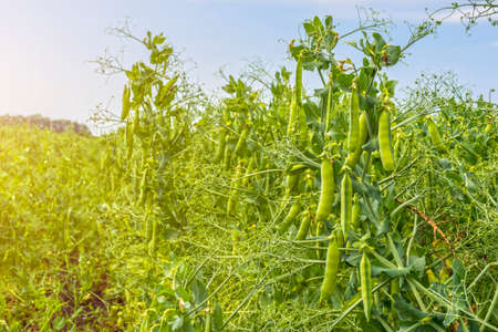 pea beans on plants, in the field, against a background of pure sunny skyの写真素材