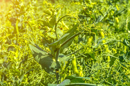 pea beans on plants, in the field, against a background of pure sunny skyの写真素材