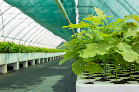 seedlings of oak and other forest cultures in the greenhouse for cultivation of planting material.の写真素材