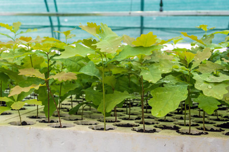 seedlings of oak and other forest cultures in the greenhouse for cultivation of planting material.の写真素材
