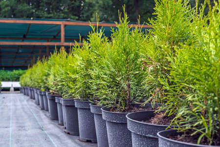 thui in pots, in the market for the sale of decorative planting material.の写真素材