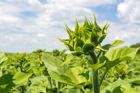 field of a young sunflower during the formation of a hat. Rovnye series. Healthy plantsの写真素材