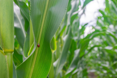 field of young corn in the period of throwing volost. even rows. Healthy plants.