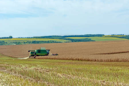 process of  canola harvesting by harvesters. plants in reapers. truck unloadingのeditorial素材
