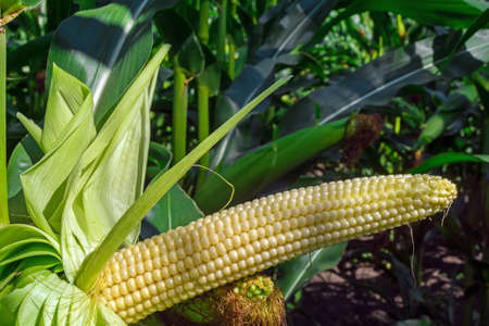 young corn cobs in the field. maturity phase.の写真素材