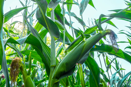 young corn cobs in the field. maturity phase.
