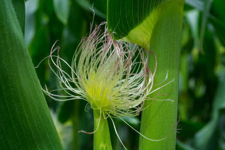 the formation of a young corn cob during flowering.の写真素材