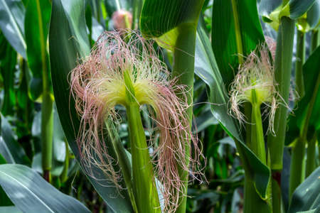the formation of a young corn cob during flowering.の写真素材