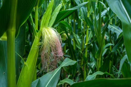 the formation of a young corn cob during flowering.の写真素材