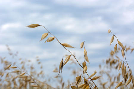 Oat grain in the field swaying in the wind, against the sky.の写真素材