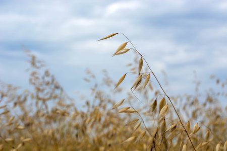 Oat grain in the field swaying in the wind, against the sky.