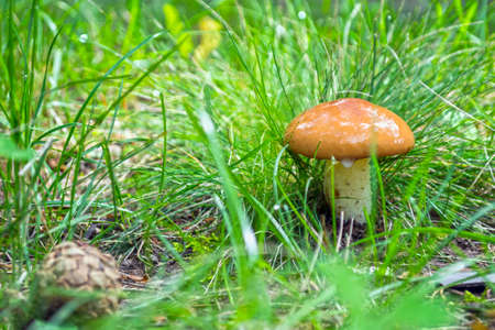 huge butter mushrooms in the forest on a clearing in the grass.の写真素材