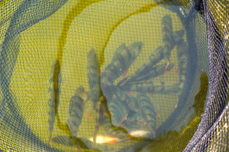 caught on fishing perch floats in the net from the grid.の写真素材