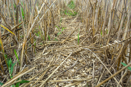 Grown grain on the field, from losses during harvesting by a combine harvester.