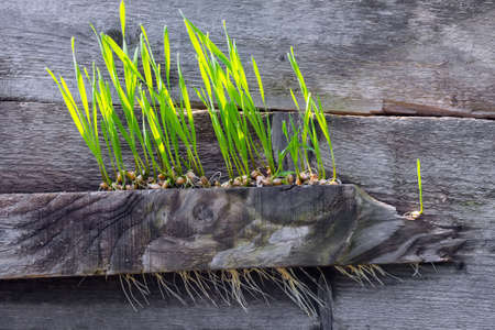 wheat, randomly scattered on the boards, sprouted and formed strong sprouts. The concept of rebirth, a new life, the possibility of doing incredible.の写真素材